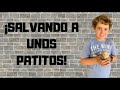 ¡Salvando a unos PATITOS!