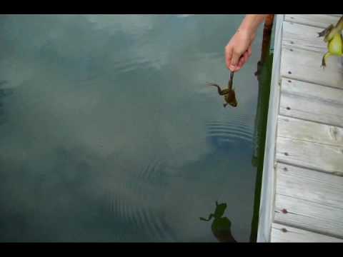 Bad Ass Largemouth Bass (Micropterus Salmoides)