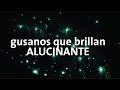 Gusanos luminosos INCREIBLE | Nueva Zelanda #4 Alan por el mundo