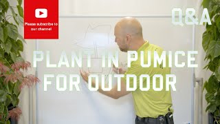 How to plant in pumice for outdoor