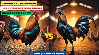 Serama vs. Thai Bantam – Key Differences Every Chicken Owner Should Know | Daily Animal News