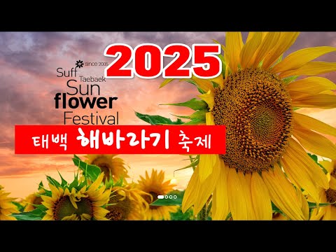 태백 해바라기 축제