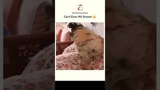 Good Morning Alarm  memes chicken funny