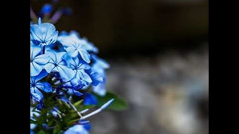 ماتيسر من سورة البقرة بصوت الشيخ إبراهيم الجبرين 💞