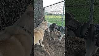 German Shorthaired Pointer Tries To Escape Gang Of Huskies #dogpark #dogtraining #dogbreed #dogs