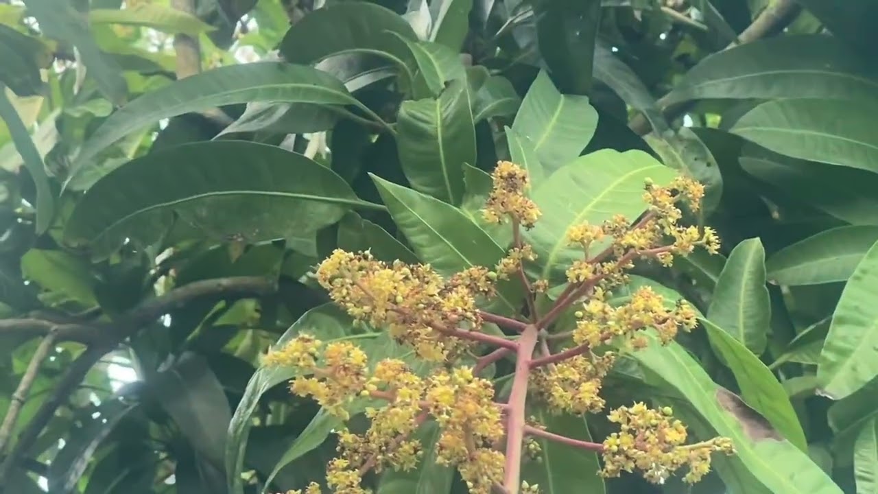 Bông Xoài Đài Loan nở (27/10/2025)