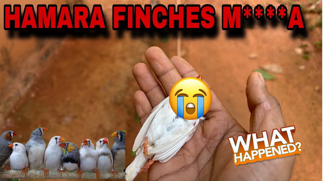 Hamara Finch Margaya 😢| Ye Galti Mat Karna ❌