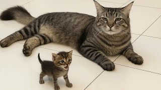 видео: Самый смешной клип про кошек и собак 2025 года😼🐶Попробуйте не смеяться😜 Часть 250 картинка: Самый смешной клип про кошек и собак 2025 года😼🐶Попробуйте не смеяться😜 Часть 250
