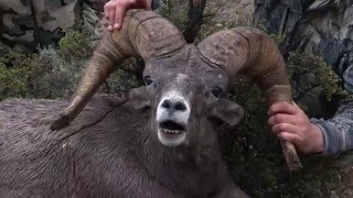 Desert Sheep hunting in Nevada screenshot 2