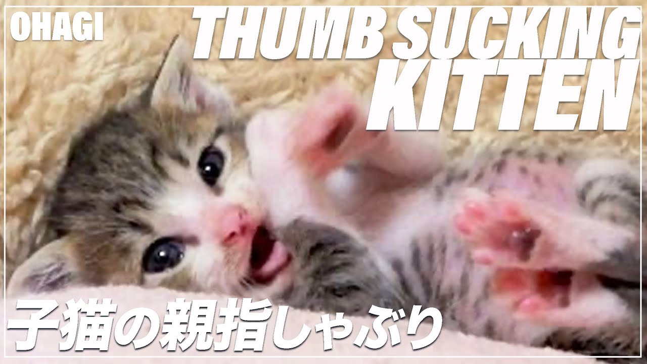 kitten sucking thumb