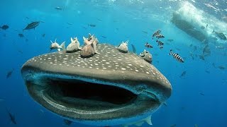 4k biggest fish in the world osaka aquarium kaiyukan m83 hurry up we re dreaming outro