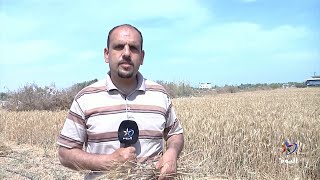 فلسطين.. بدء موسم حصاد القمح في قطاع غزة