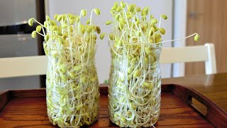 Using a plastic bottle to grow bean sprouts at home
