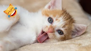 Cute and funny kittens are playing #2 by City of cats 3,353 views 11 months ago 5 minutes