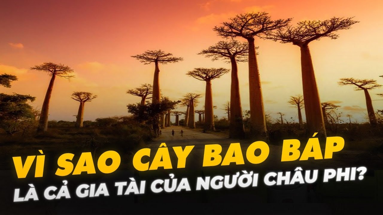 VÌ SAO CÂY BAO BÁP LÀ CẢ GIA TÀI CỦA NGƯỜI CHÂU PHI?
