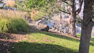 Famous Squirrel’s Existential Crisis Caught on Camera 🐿️🪨😂 #trending #viralvideo #youtube Wealth