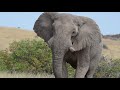 Elephant Face off - Close encounter with huge desert-dwelling elephant bull