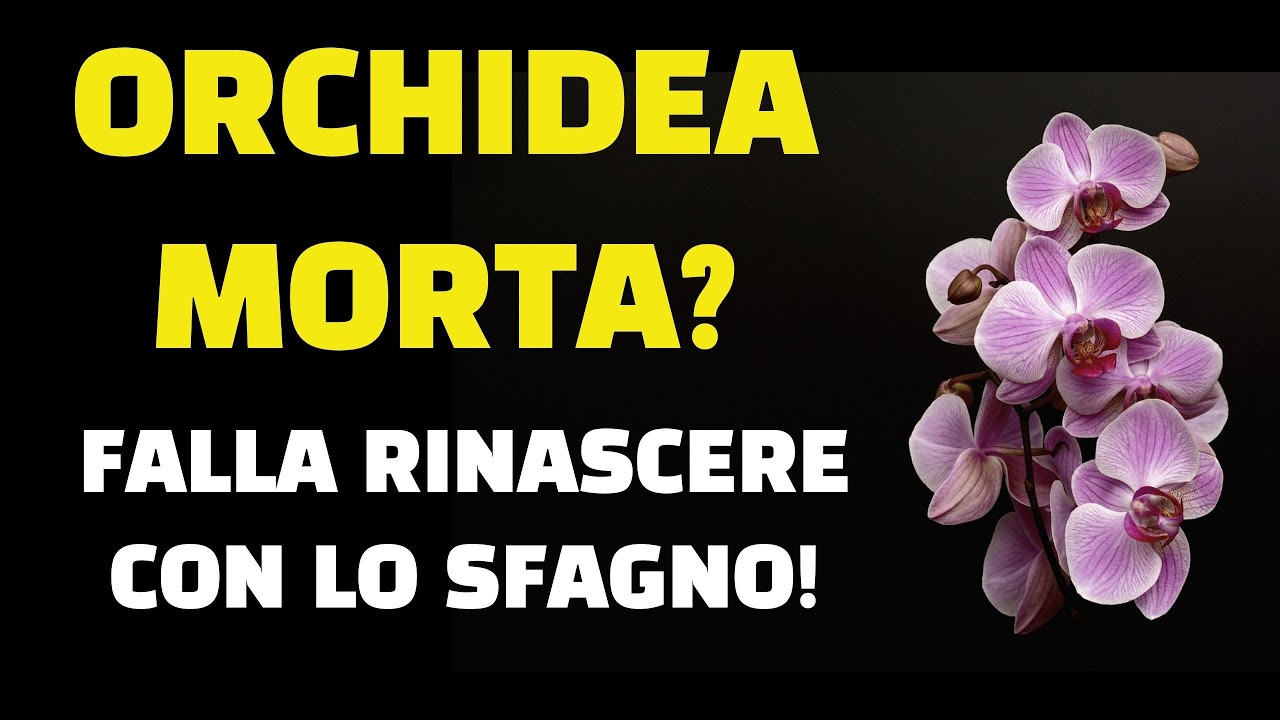 Orchidea morta? Falla rinascere con la sfagno terapia