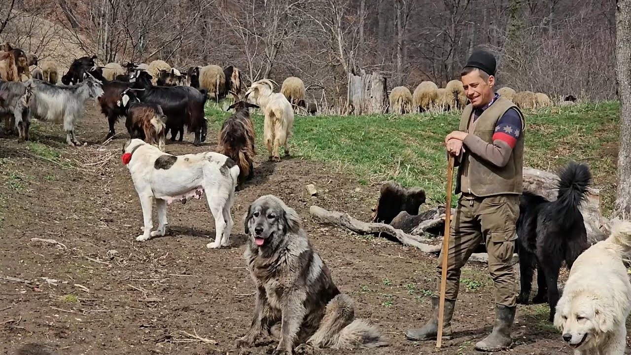 ЛОШАДИ И ОВЦЫ КОНСТАНТИНА КАРТОАХИ, ИСТИННОГО ПАСТУХА. ЖУДЬЕ ПРАХОВА.