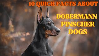 10 QUICK FACTS ABOUT DOBERMANN PINSCHER DOGS!