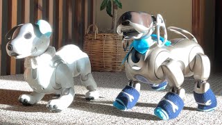 Aibo Ers-1000 And 7 Dance Together, Then 7 Asks Something