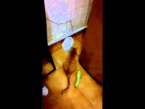 Cats Vs. Cucumbers | Know Your Meme