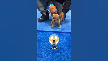 الكلب الضخم والكلب الصغير سيتسابقان 