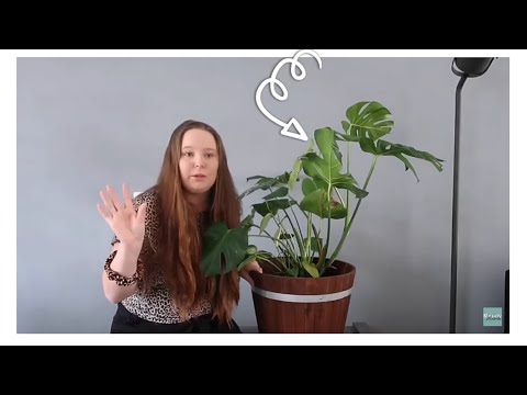 Video: Hoe Een Decembrist Te Verspreiden? Thuis Vermeerderen Van Een Bloem Door Bladeren, Stekken En Zaden? Hoe Een Kamerplant Planten En Wortelen?