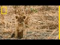 Ce petit lionceau est un lourd fardeau pour sa tribu