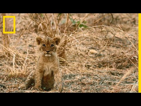 Vidéo: Lionceau Abandonné Par Ses Parents, Recueilli Par Une Maman Chien De Berger