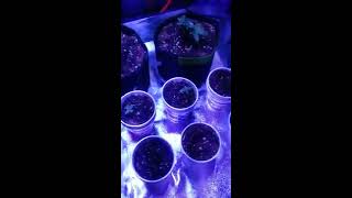 Grow room add-ons and redesign and the nukeheads