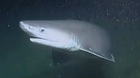 Facts: The Bluntnose Sixgill Shark