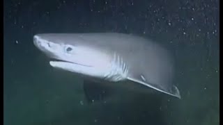 Facts: The Bluntnose Sixgill Shark