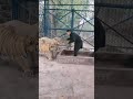 Tiger VS lion:狮虎混养,雄虎的地位比雄狮更高Tigers have a higher status than lions