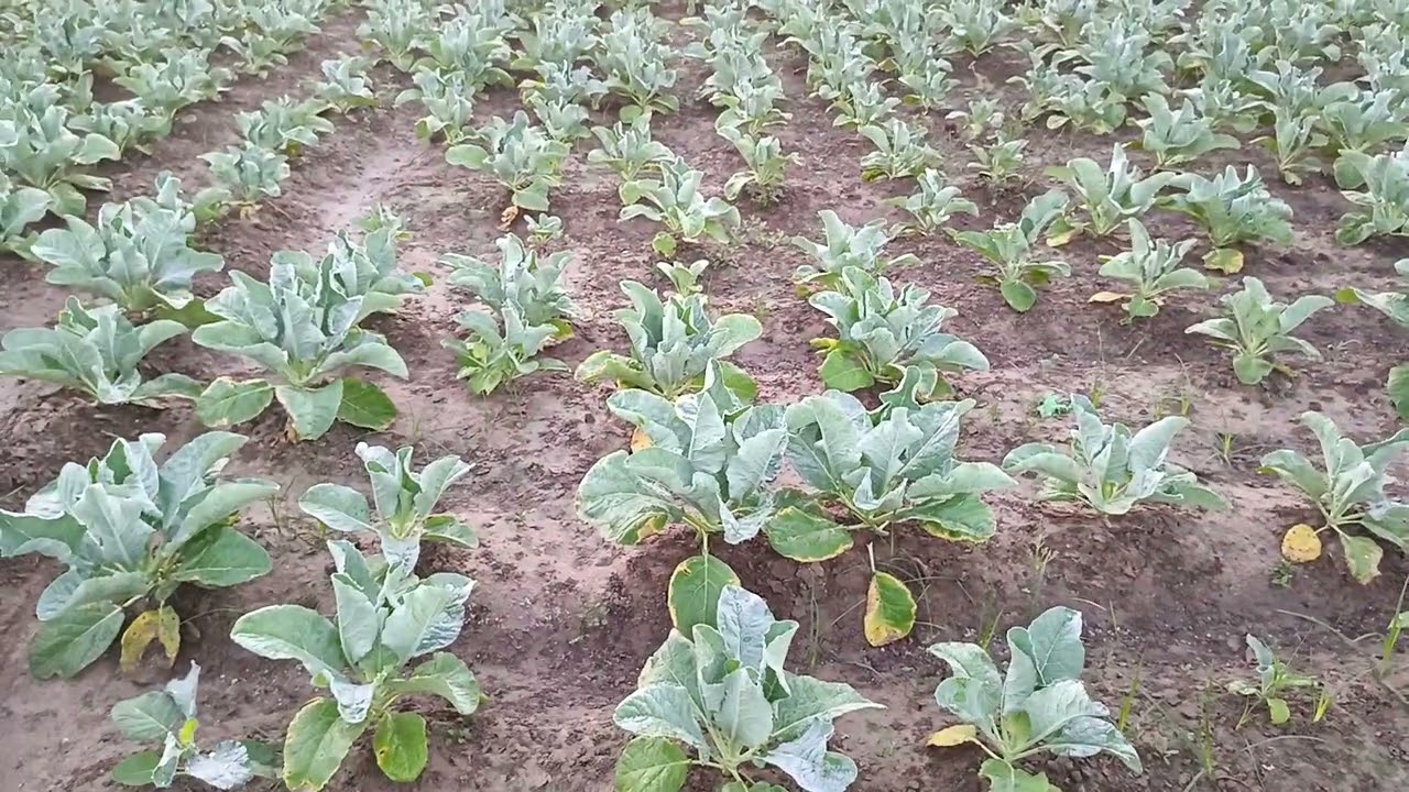 बरसात की सबसे नंबर वन वैरायटी की फूलगोभी