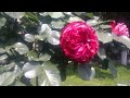Новый сорт роз в сквере приказ Сталина в городе Бендеры Лето 2022 год