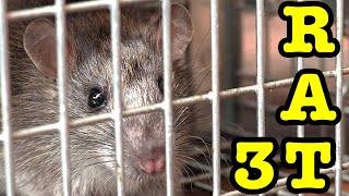 Rat 3 Capture And Release Arlo Cameras Let Me Understand The Rats & Drop Bears EDUCATIONAL VIDEO
