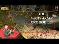 शाकाहारी मगरमच्छ  | Vegetarian Crocodile - OMG! Yeh Mera India