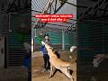 सेवाके कार्यमें 1 Million Subscribe करवा दो दोस्तो प्लीज़ 🙏 #humanity #seva #animals #viral #shorts