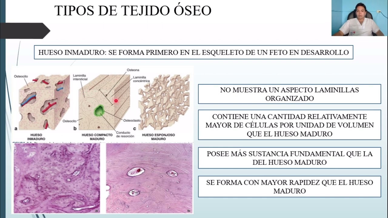 HISTOLOGÍA: TEJIDO ÓSEO