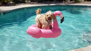 Veo 2 demo | Cockapoo