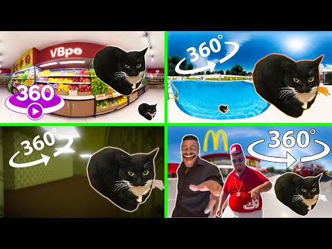 Maxwell Cat 360 Compilation | VR 360 4K