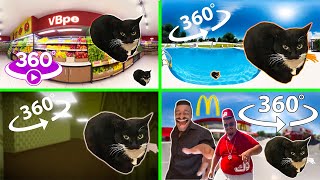 Maxwell Cat 360 Compilation | VR 360 4K