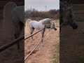 خيل حار