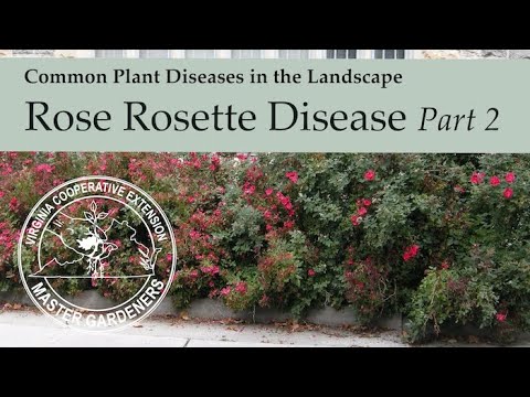 Video: Rose Chafer Control - Rose Chafer Skade en Behandeling Opsies