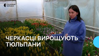 Створюють маленьке свято: як родина з Черкащини вирощує тюльпани