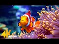 Aquarium 4K VIDEO (ULTRA HD) - Beautiful Coral Reef Fish - Sleep Relaxing Meditation Music