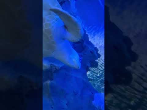 Big Turtle is Swimming in Aquaria <strong>KLCC</strong> 장난 아니게 큰 바다 거북이 #shorts