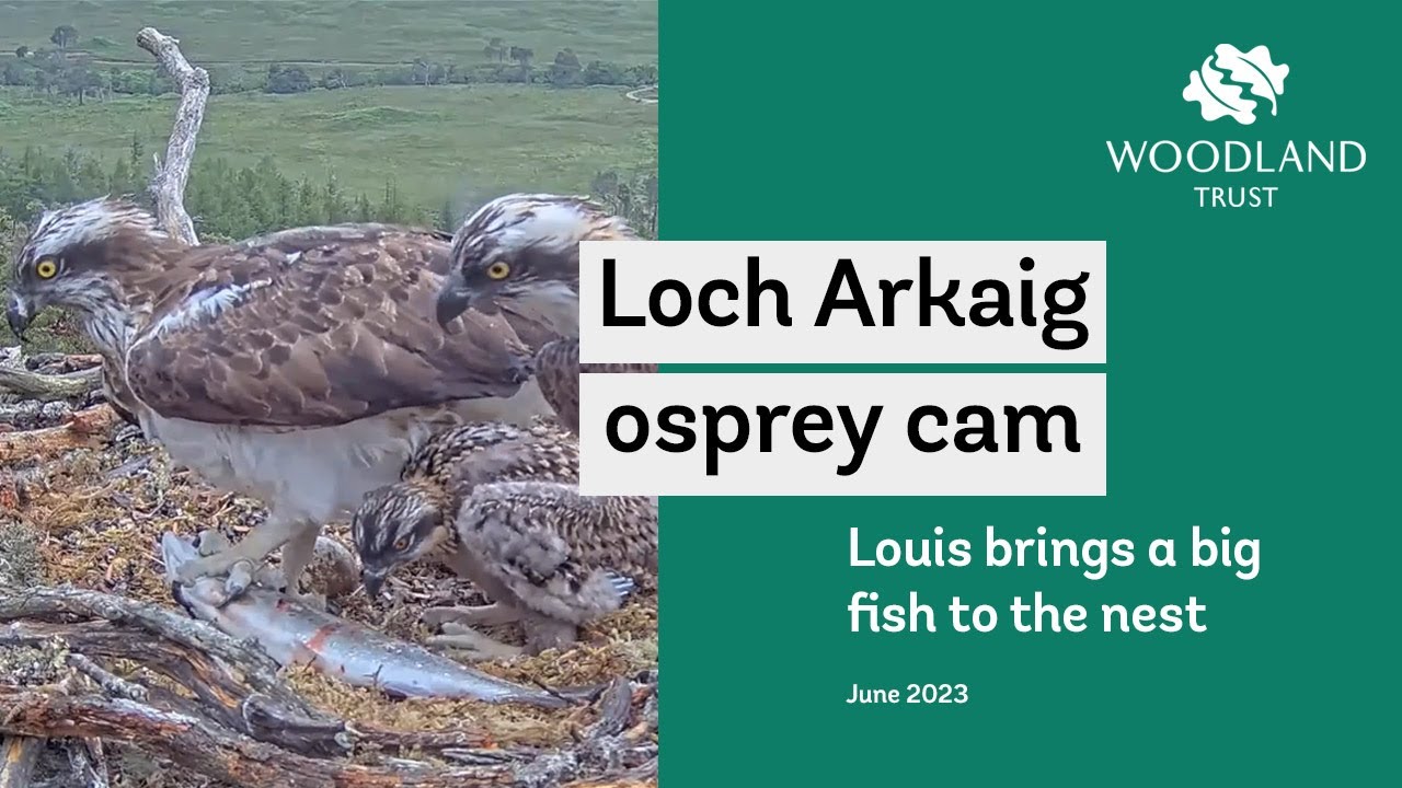 Louis delivers a giant silver fish - Loch Arkaig Osprey Cam Highlights