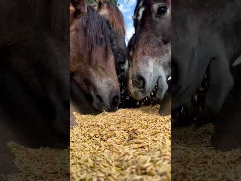 علف الخيل الشعير